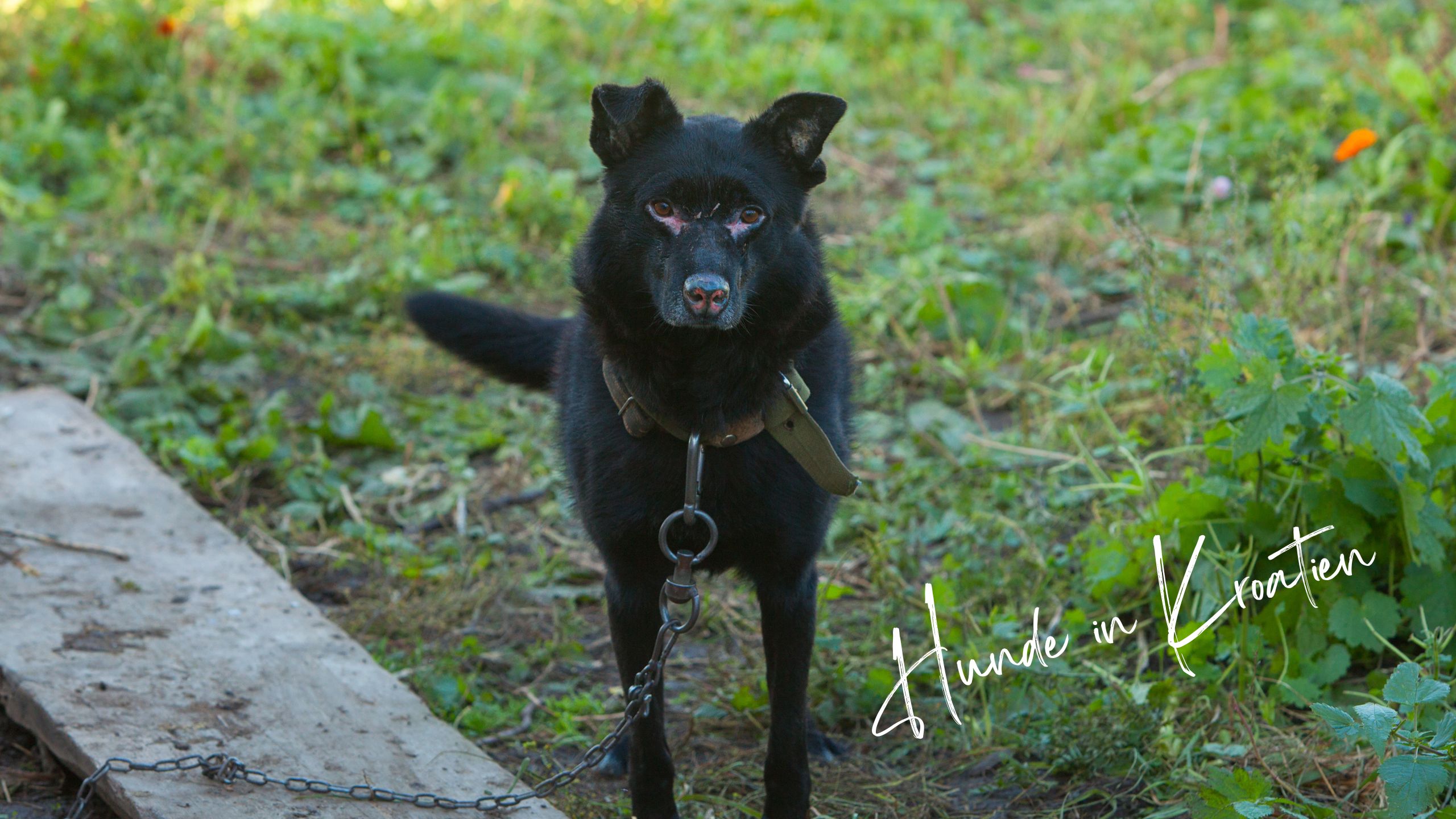 kettenhund (1)